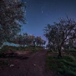 Home garden of gethsemane